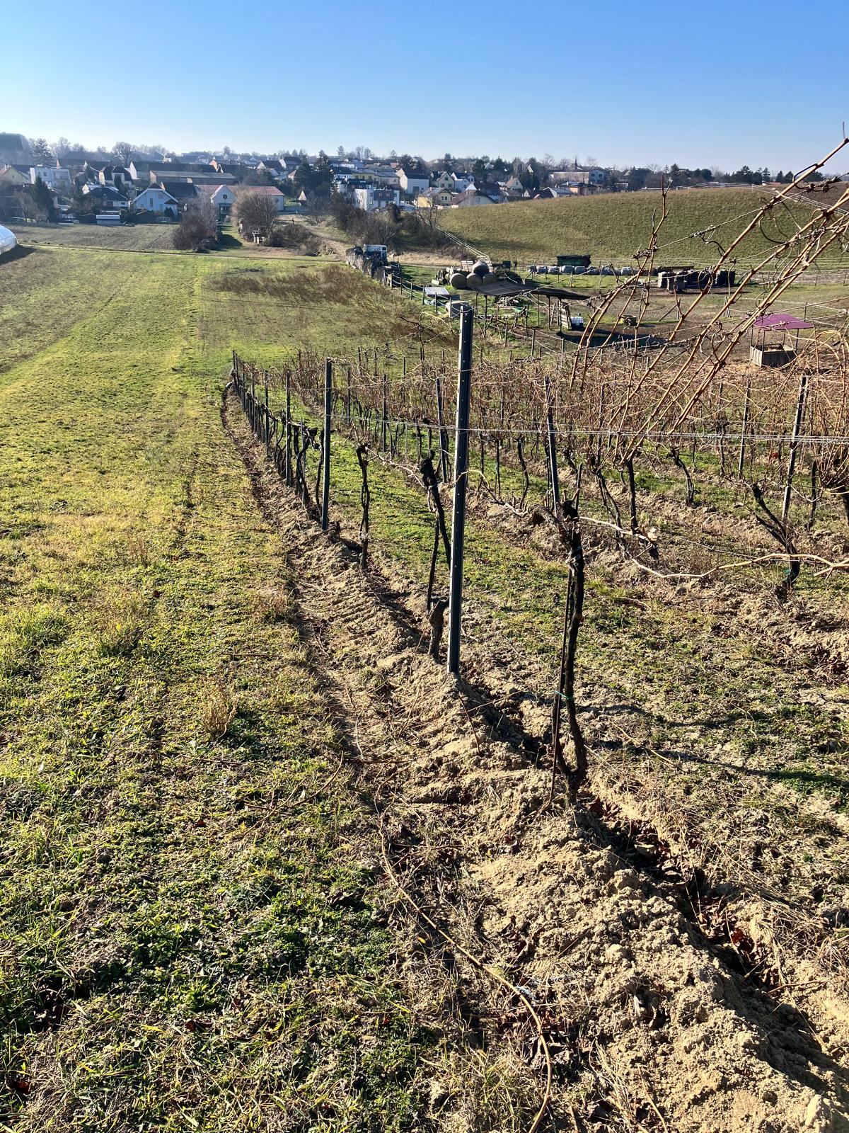 Weingarten im Winter
