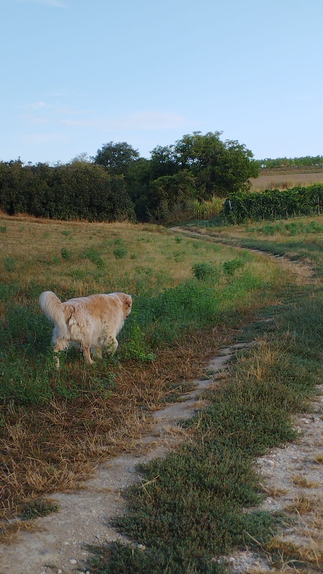 Unser Hund im Weingarten