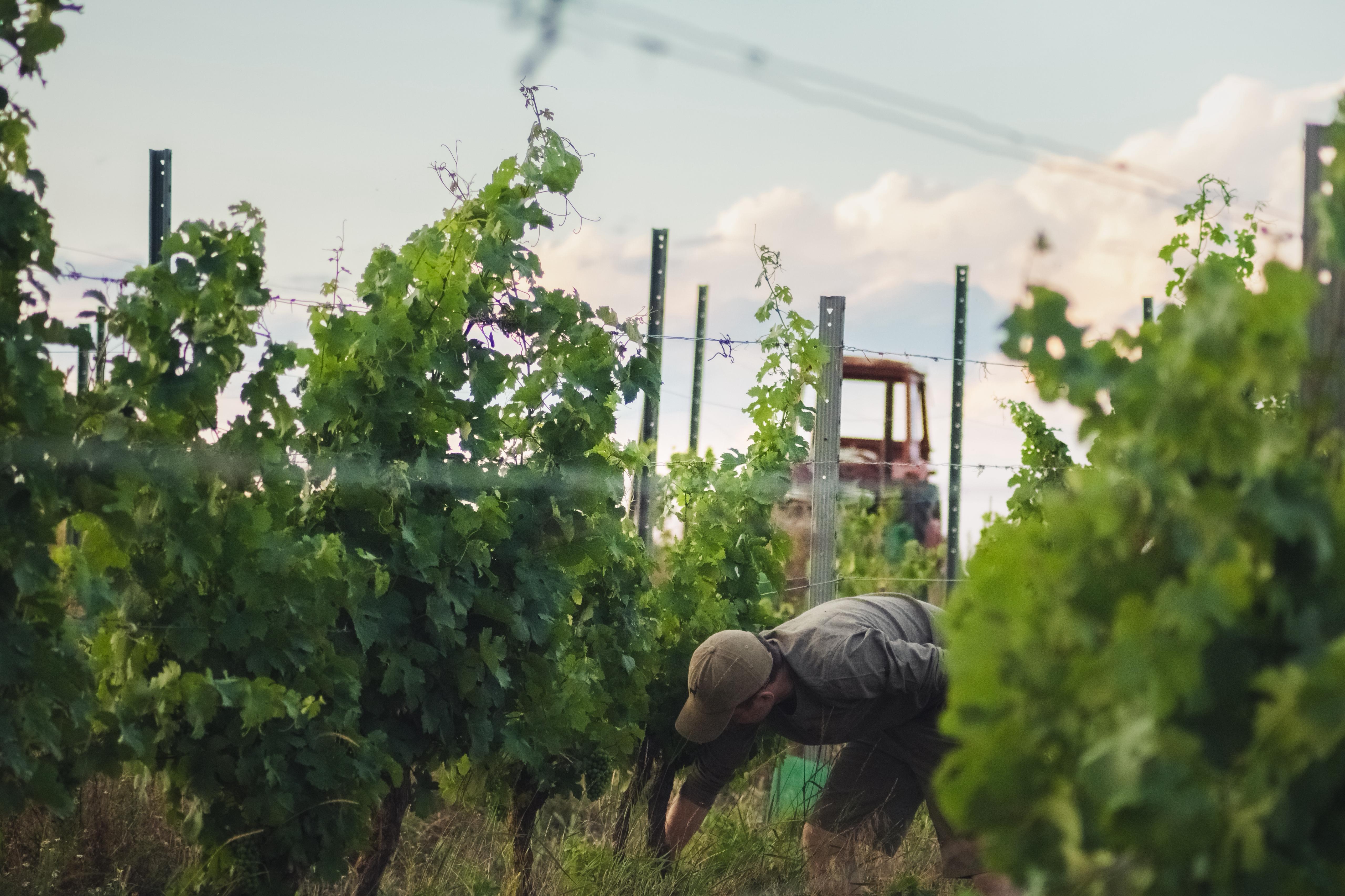 Handarbeit im Weingarten